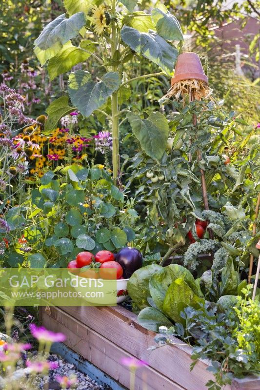 Colander with harvested tomatoes and aubergines on the edge of raised bed full of growing crops.