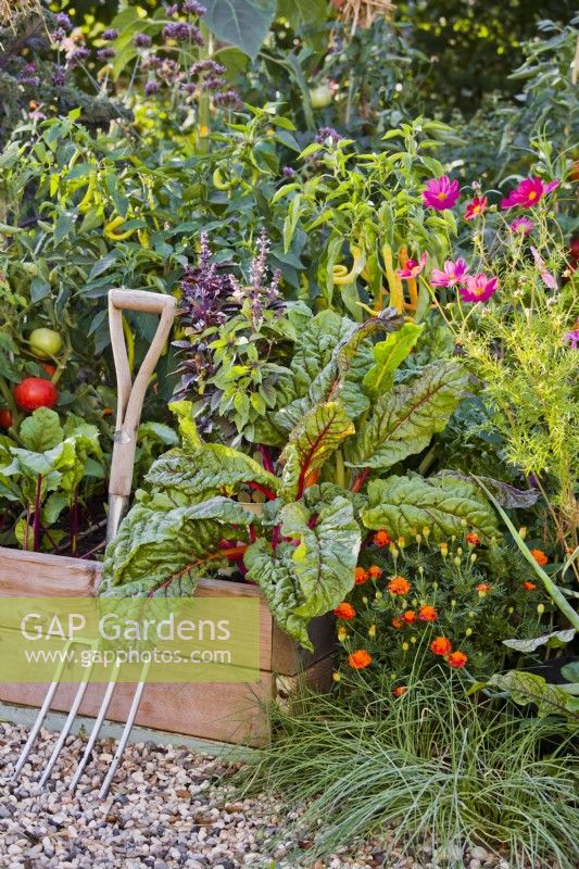 Raised bed full of growing herbs and vegetables. Plants are Swiss chard, basil, sweet peppers, beetroot and tomatoes. Beside are annual flowers to attract beneficial insects - French marigold and Cosmos bipinnatus.