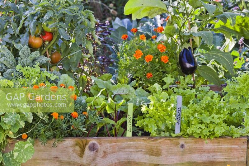 Raised bed planted with lettuce, aubergine, French marigold, beetroot and tomatoes.