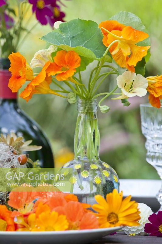 Nasturtium flowers in small glass vase.