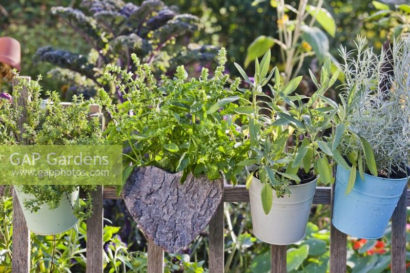 hanging pots with herbs - thyme, basil, sage and curry.