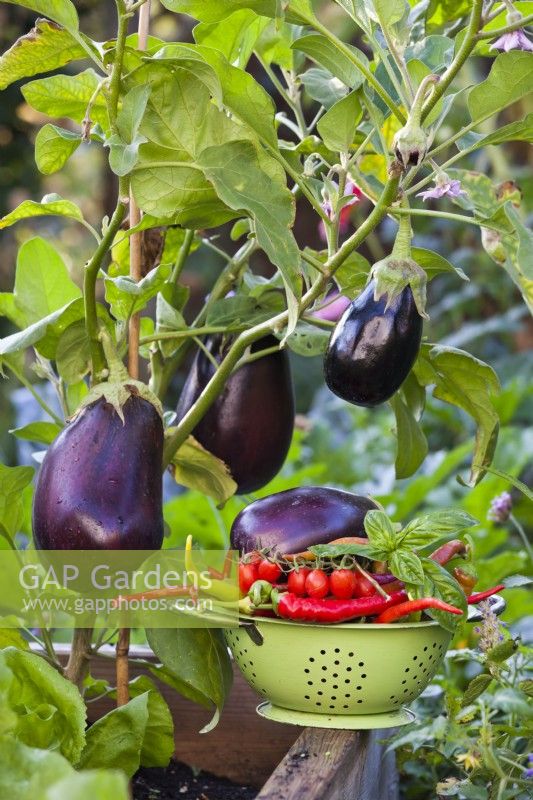 Solanum melongena and colander with freshly harvested vegetables.