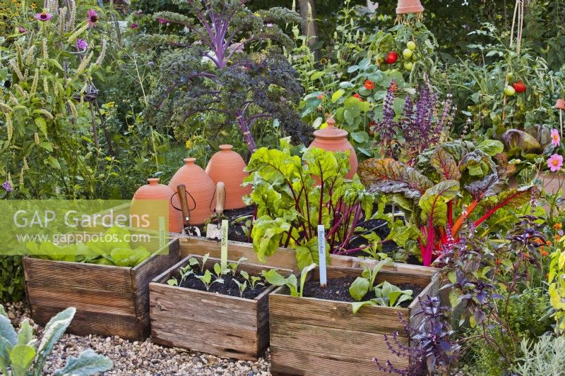Wooden boxes and raised bed full of growing crops.