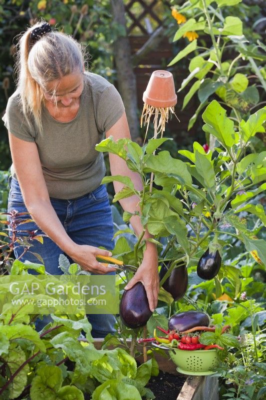 Woman harvesting aubergine.