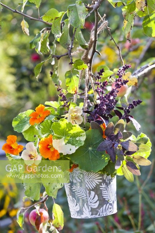 Pot with nasturtium, purple sage and basil hanging from a tree..
