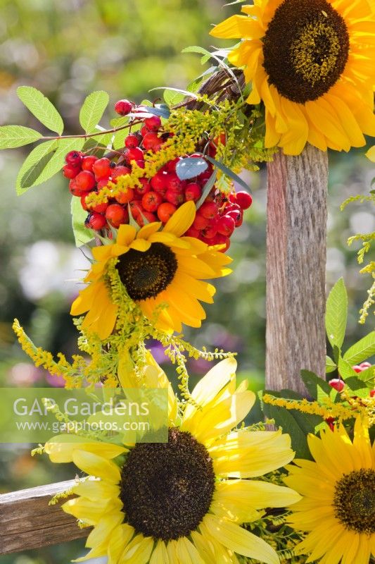 Detail of wreath made of sunflowers, goldenrode and rowan berries.