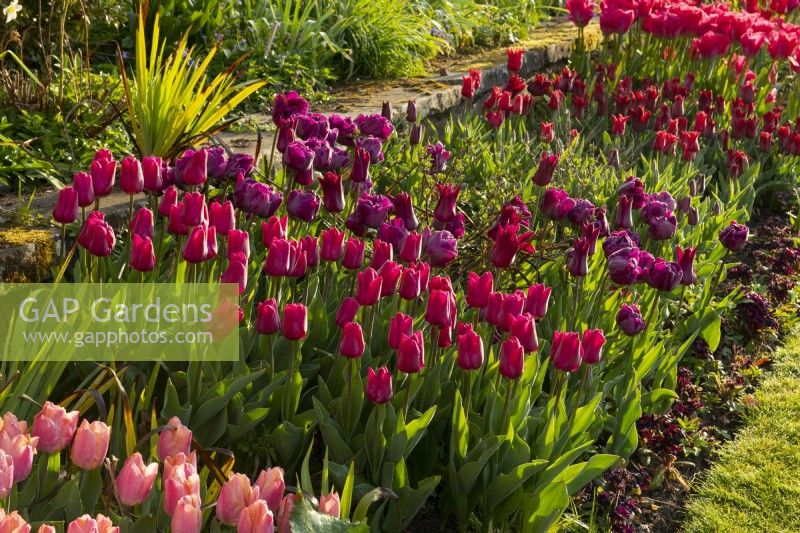 Tulipa 'Salmon Prince, 'Barcelona', 'Merlot' and 'Negrita Double' in a border in the sunken garden at Chenies Manor.