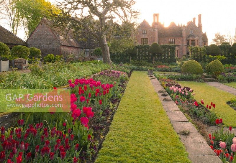 Sunrise over Chenies Manor and borders of multi-coloured tulips in the sunken garden including Tulipa 'Lasting Love', 'Temple of Beauty', Pieter Leur' and 'Temple of Beauty'.