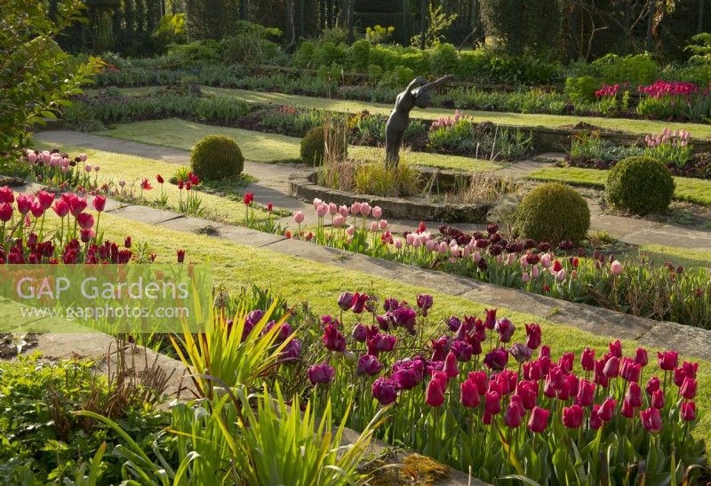 Borders of multi-coloured Tulipa in the sunken garden at Chenies Manor.