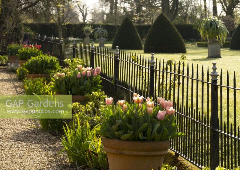 Pale pink Tulipa in terracotta containers along an iron fence at Chenies Manor