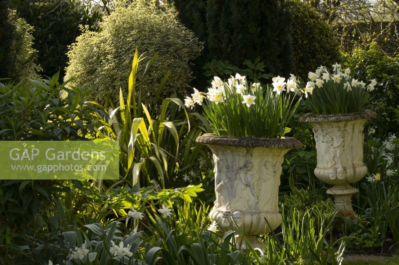 Narcissus in a pair of carved stone urns in the garden at Chenies Manor.