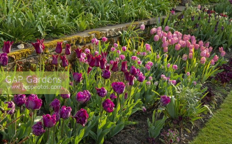 A border of multi coloured Tulipa at Chenies Manor including Tulipa 'Negrita Double', 'Merlot', 'Finola' and 'Salmon Prince.'