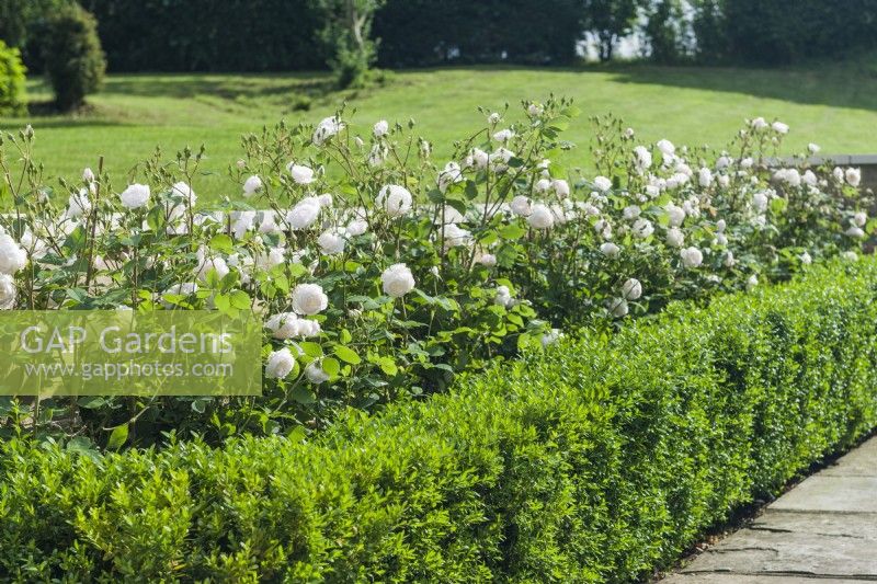 Border with Rosa 'Desdemona' and low box hedge. June