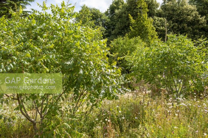 Koelreuteria paniculata, Indian Rain tree underplanted with wildflowers - Iconic Horticultural Hero Garden - Sarah Eberle, RHS Hampton Court Palace Garden Festival 2022