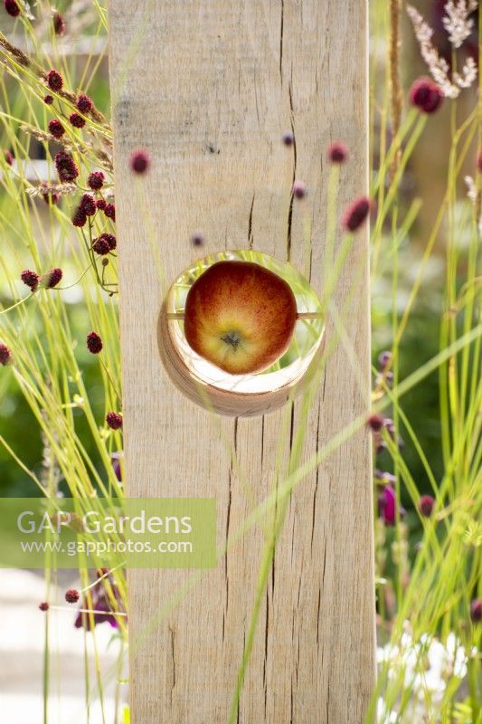 Bird feeder with fresh apple - The Wooden Spoon Garden - RHS Hampton Court Palace Garden Festival 2022