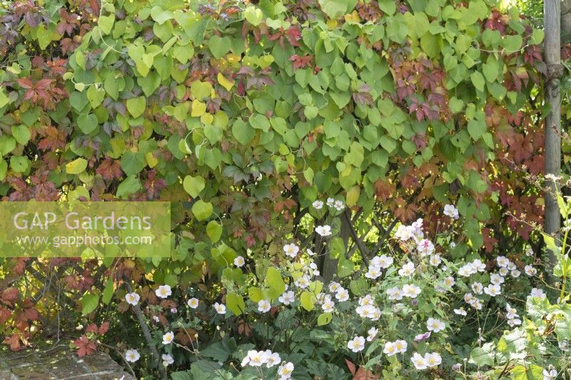 Trellis as privacy screen overgrown with wild vine and climbing cucumber, autumn anemone in bed