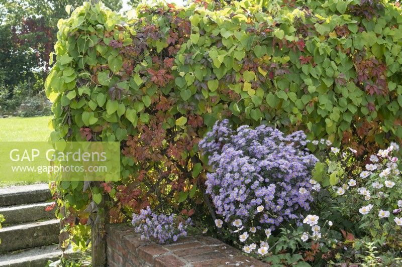 Trellis covered with wild vine and cucumber, bed with aster 'Aqua Compact' and autumn anemone