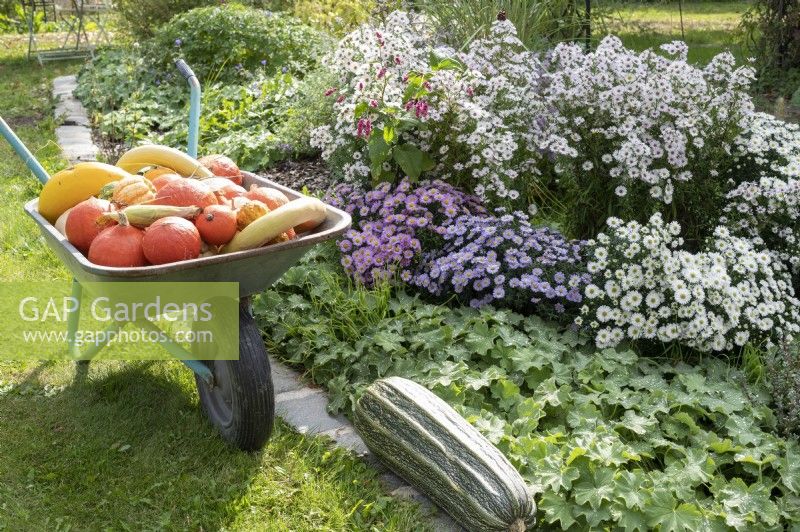 Wheelbarrow with harvested pumpkins at the bed with autumn asters and lady's mantle, large zucchini on the lawn edge