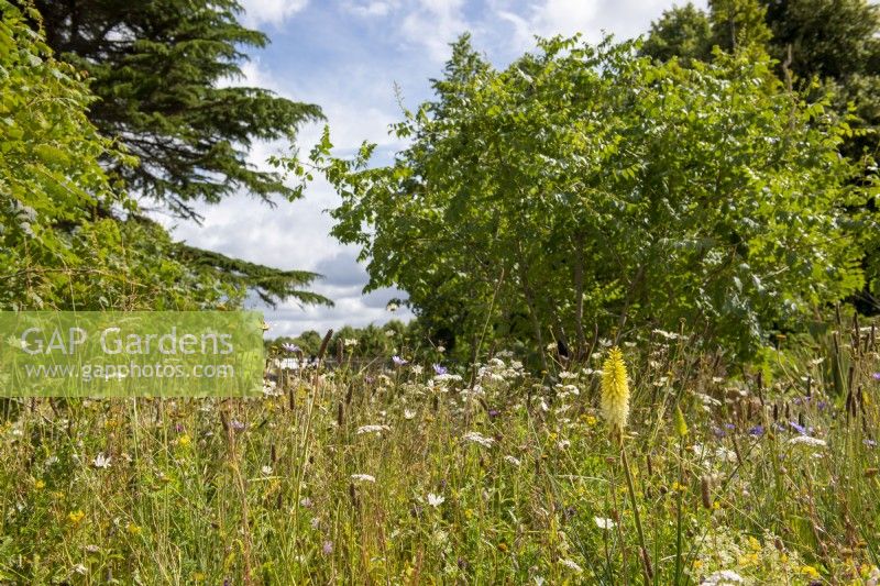 Wildflower meadow with Kniphofia and Koelreuteria paniculata behind - Iconic Horticultural Hero Garden - Sarah Eberle, RHS Hampton Court Palace Garden Festival 2022