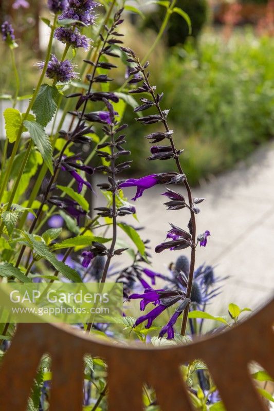 View through Corten steel panel to planting of Salvia 'Amistad'  - The Sunburst Garden, RHS Hampton Court Palace Garden Festival 2022