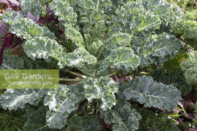 Kale in the bed