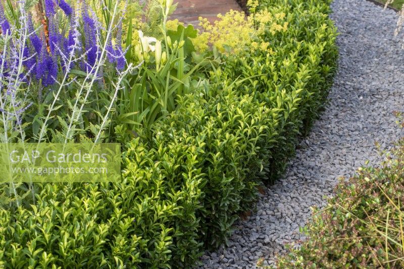 Gravel path next to a border edged with Euonymus 'Green Spire'