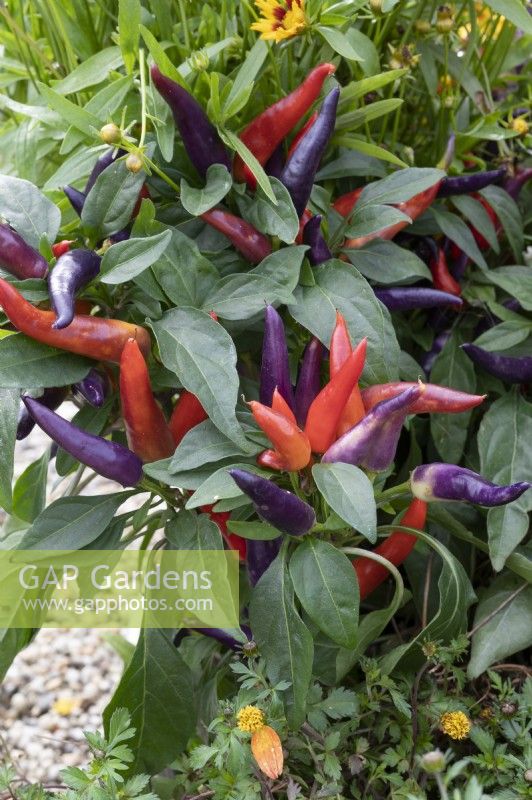 Chilli 'Masquerade' with red and purple fruits