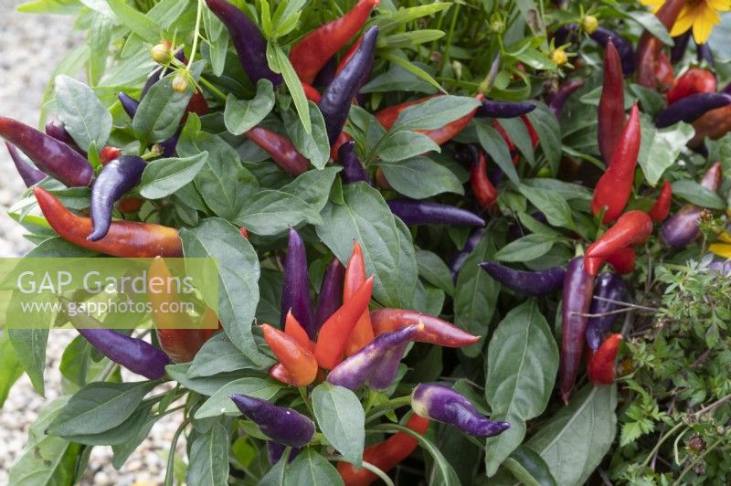 Chili 'Masquerade' with red and purple fruits