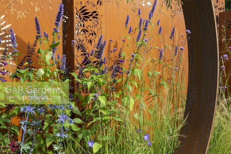 Agastache 'Black Adder' against Corten steel panel - The Sunburst Garden, RHS Hampton Court Palace Garden Festival 2022