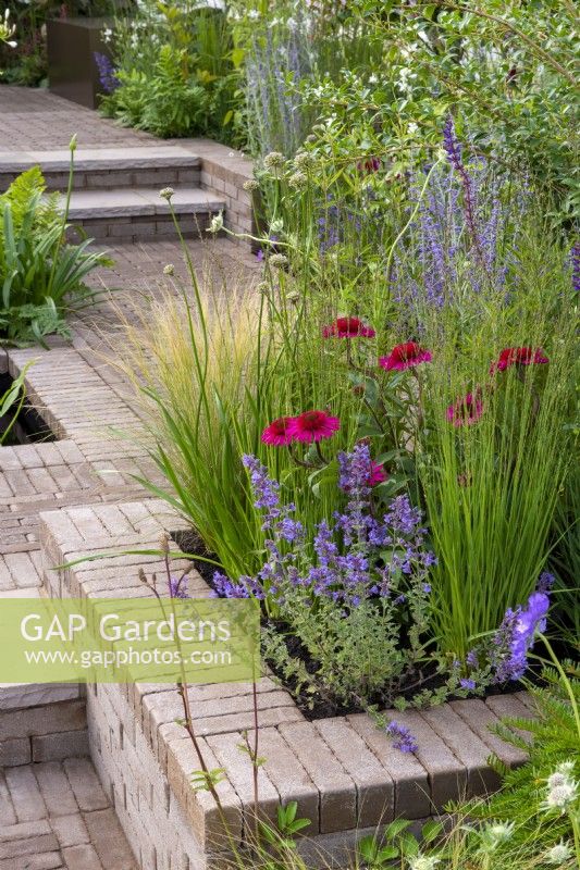 Echinacea 'Delicious Candy' in a raised border with Nepeta, Allium, Salvia and ornamental grasses - Macmillan Legacy Garden: Gift the Future, RHS Hampton Court Palace Garden Festival 2022