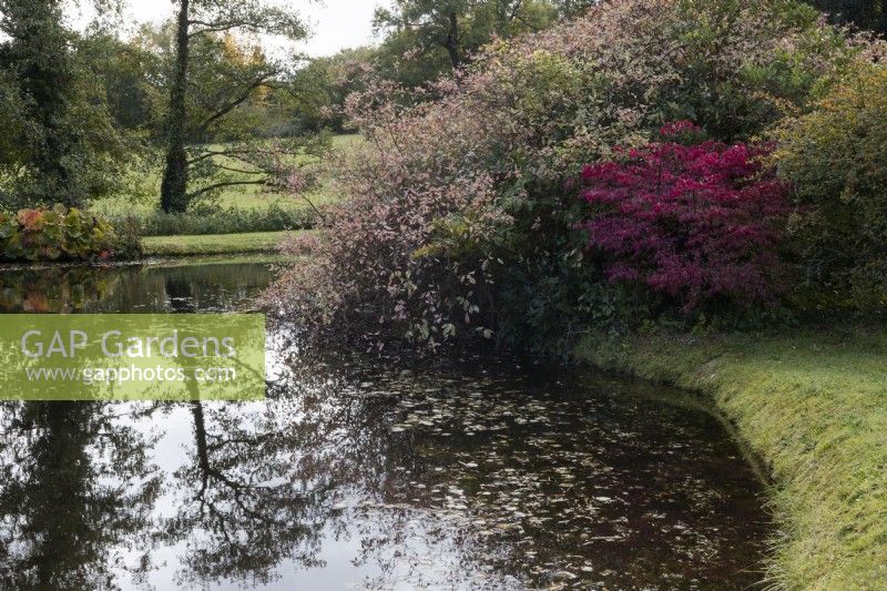 A variety of shrubs, including Euonymus alatus, wth bright red foliage beside a large pond. Regency House, Devon NGS garden. Autumn