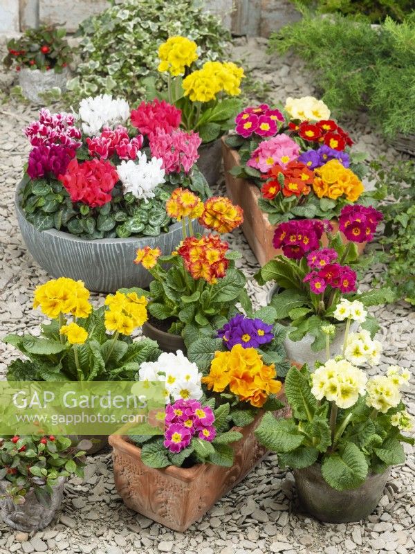 Cyclamen persicum mix in pot, other pots with mixed colours of Primula - Primrose summer July