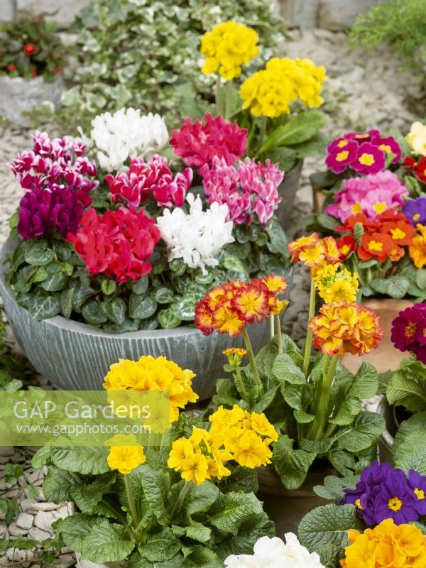 Cyclamen persicum mix in pot, other pots with mixed colours of Primula - Primrose summer July