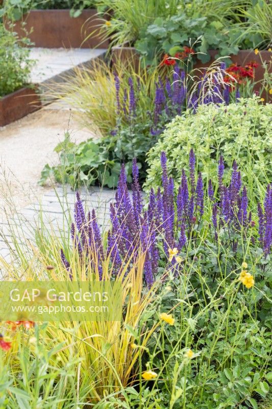 Hot colour planting with Salvia 'Caradonna', grasses and Heleniums - The Lunch Break Garden, RHS Hampton Court Palace Garden Festival 2022