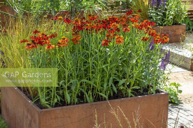 Helenium 'Moerheim Beauty' in raised Corten steel planter - The Lunch Break Garden, RHS Hampton Court Palace Garden Festival 2022