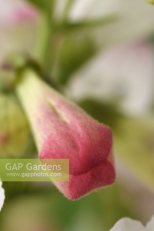 Penstemon  'Thorn'  Beardtongue  Flower bud  June
