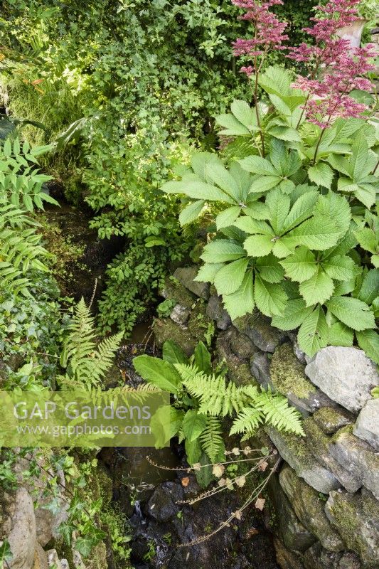 Stream running through the garden of Cow Close Cottage, North Yorkshire in July with ferns and rodgersias.