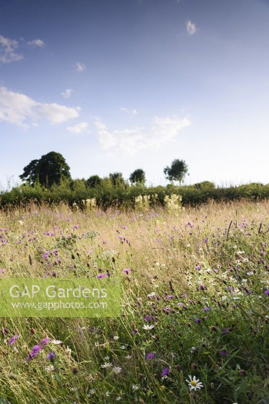 Wild flower meadow at Cow Close Cottage, North Yorkshire in July full of knapweed, meadowsweet and wild carrot