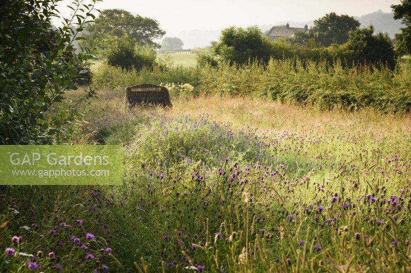 Wildflower meadow at Cow Close Cottage, North Yorkshire in July full of knapweed and tufted vetch.