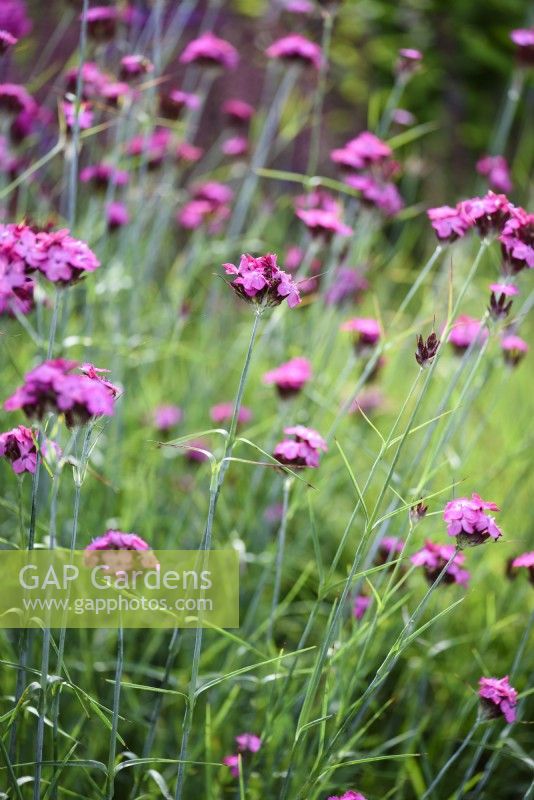 Dianthus carthusianorum in July