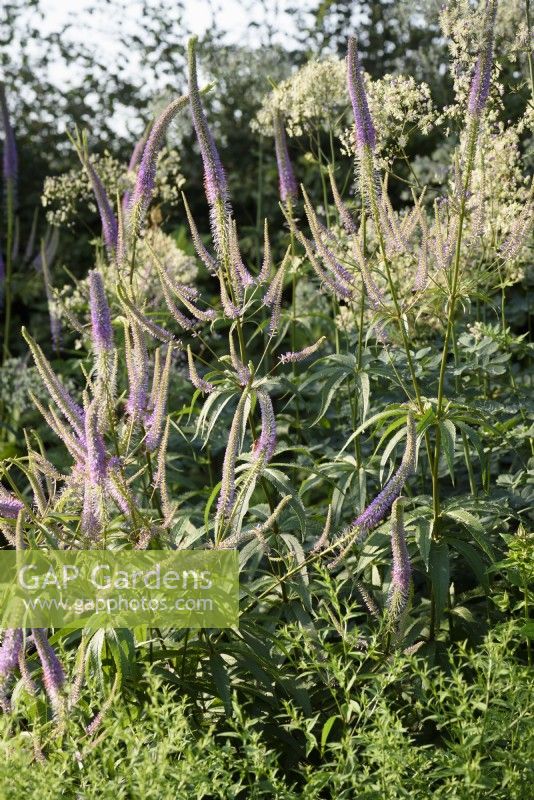 Veronicastrum virginicum 'Lavendelturm' in July