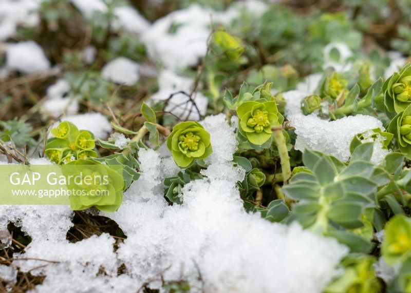 Euphorbia myrsinites with snow, spring March