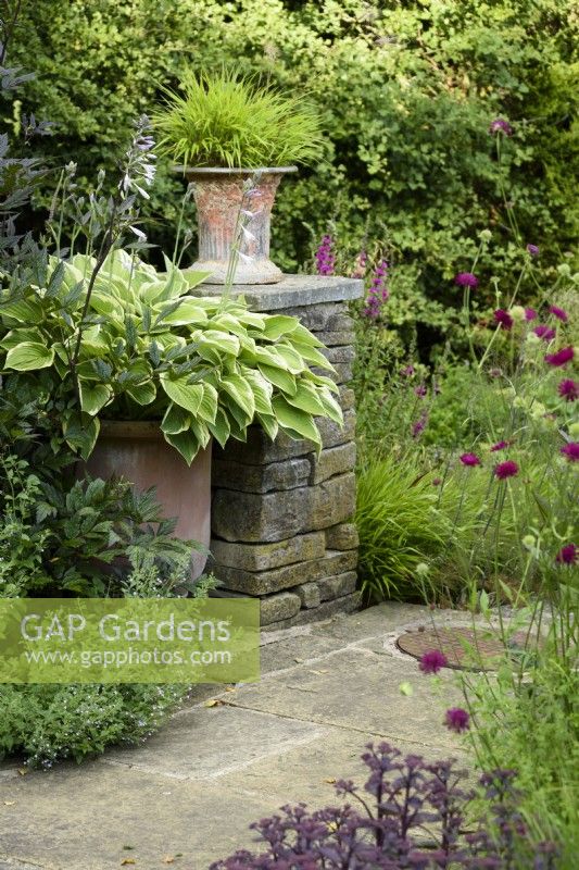 Container of Hosta beside a wall topped by a pot of Hakonechloa macra at Cow Close Cottage, North Yorkshire in July