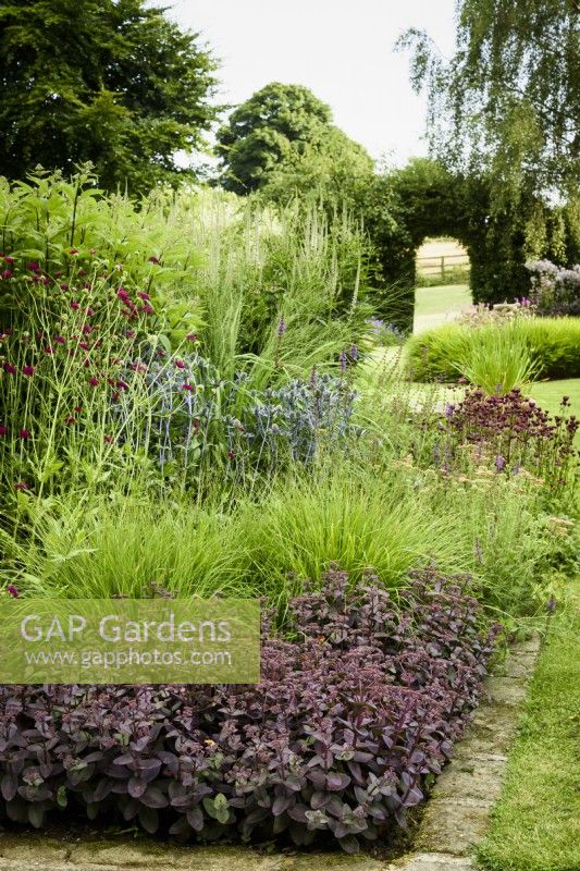 Border planted with Hylotelephium telephium (Atropurpureum Group) 'Karfunkelstein', grasses, eryngiums and Knautia macedonica at Cow Close Cottage, North Yorkshire in July