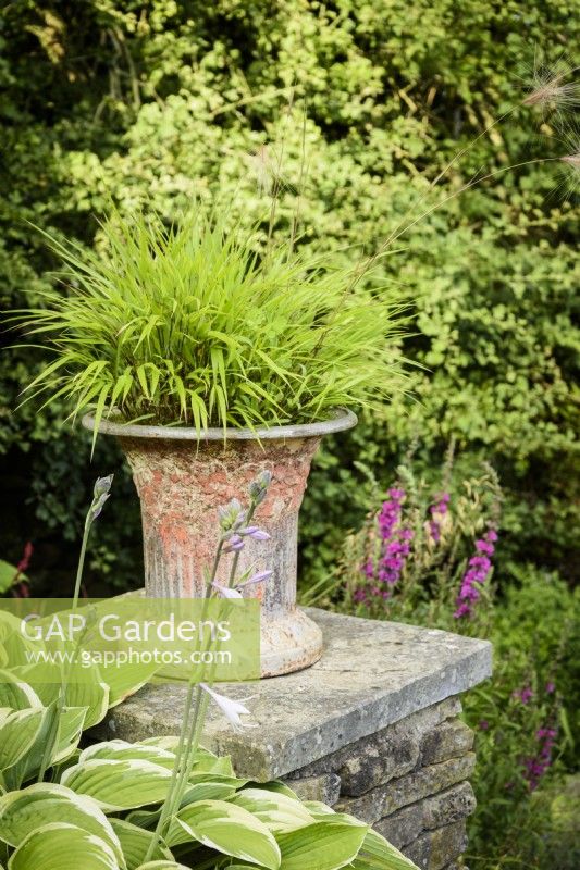 Terracotta pot of Hakonechloa macra on a wall at Cow Close Cottage, North Yorkshire in July