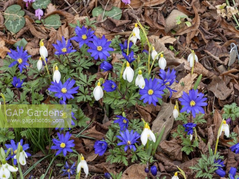 A yellow Galanthus looks great with Anemone blanda