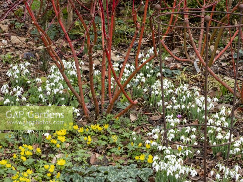 Galanthus Percy Picton planted beneath colourful cornus stems with Eranthis hyemalis - Winter Aconite