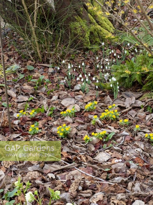 Eranthis hyemalis - Winter Aconite and snowdrops planted in a naturalistic environemnt