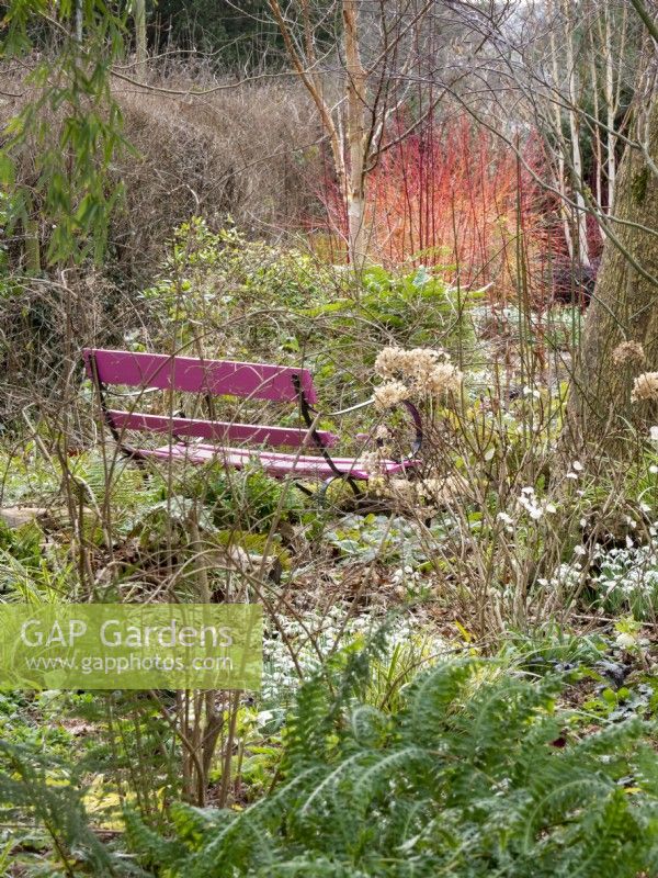 Cornus sanguinea 'Annie's Winter Orange and a pink bench adds bright contrasting colours to the garden.