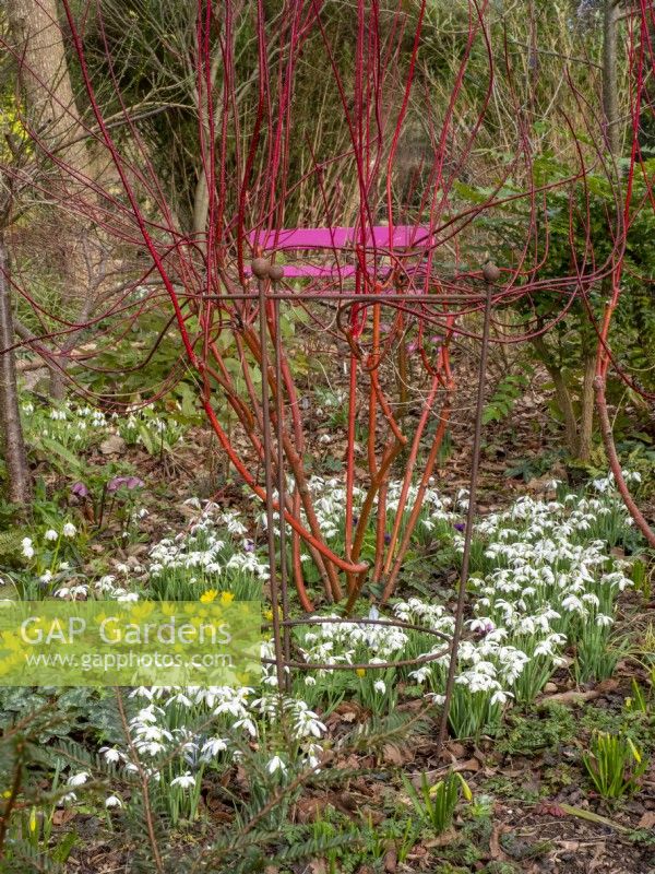 Cornus sanguinea underplanted with snowdrops and Eranthis hyemalis - winter aconite with a pink bench in the background.